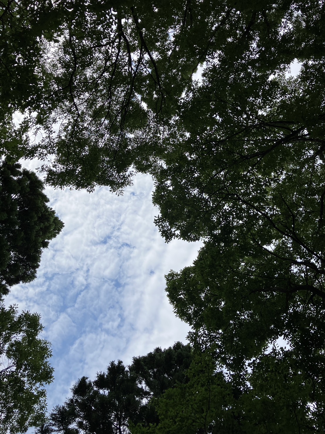 写真12